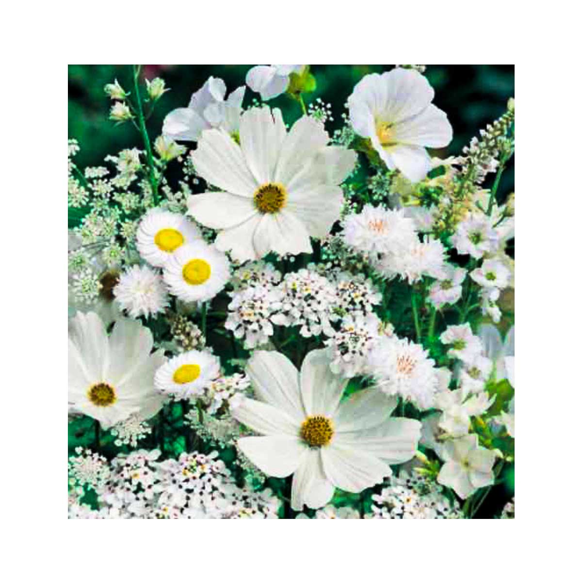    &quot;  &quot; . -1195 (50  50)  . 1 . - !